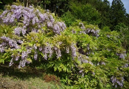 f:id:kenchi555:20120607001240j:image