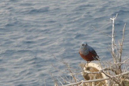 f:id:kenchi555:20130224183738j:image