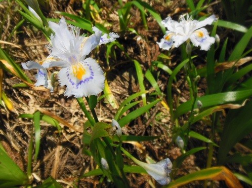 f:id:kenchi555:20140503170130j:image