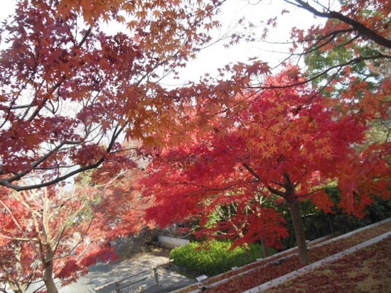 f:id:kenchi555:20141124053746j:image