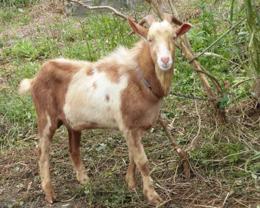 f:id:kenchi555:20160203202022j:image