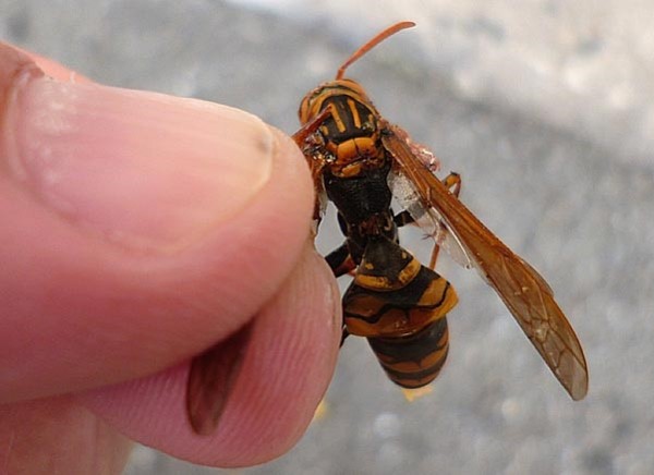 f:id:kenchi555:20160730091947j:image