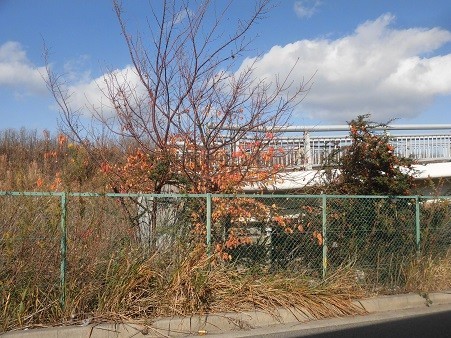 f:id:kenchi555:20181224104648j:plain