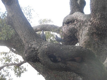 f:id:kenchi555:20190102115303j:plain