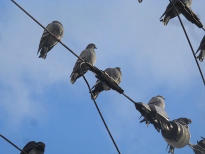 f:id:kenchi555:20190102155631j:plain