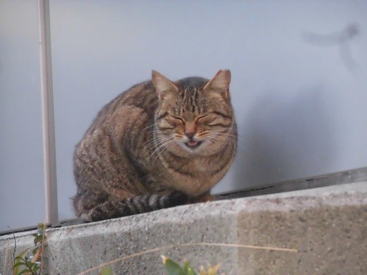 f:id:kenchi555:20190102162919j:plain