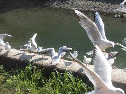 f:id:kenchi555:20190302125422j:plain