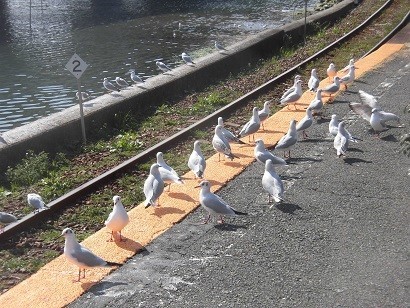 f:id:kenchi555:20190302133046j:plain