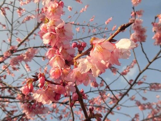 f:id:kenchi555:20190302160208j:plain