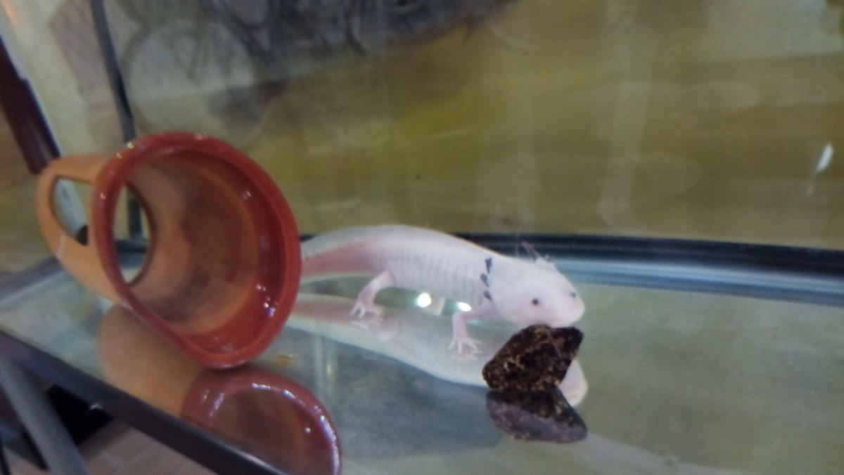 f:id:kenchi555:20190331081013j:plain