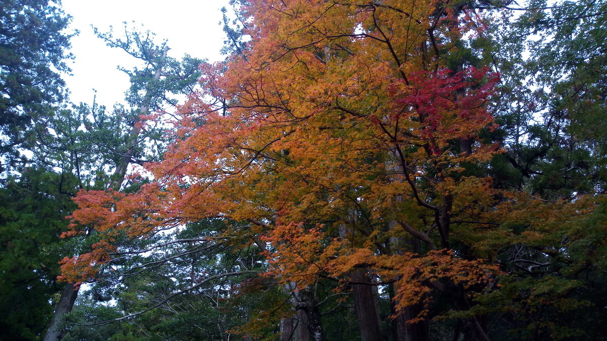 f:id:kenchi555:20191123150212j:plain