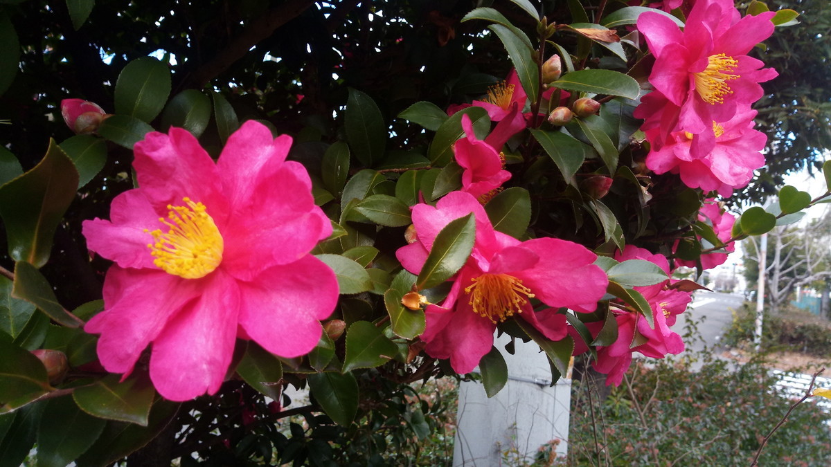 f:id:kenchi555:20200101140655j:plain