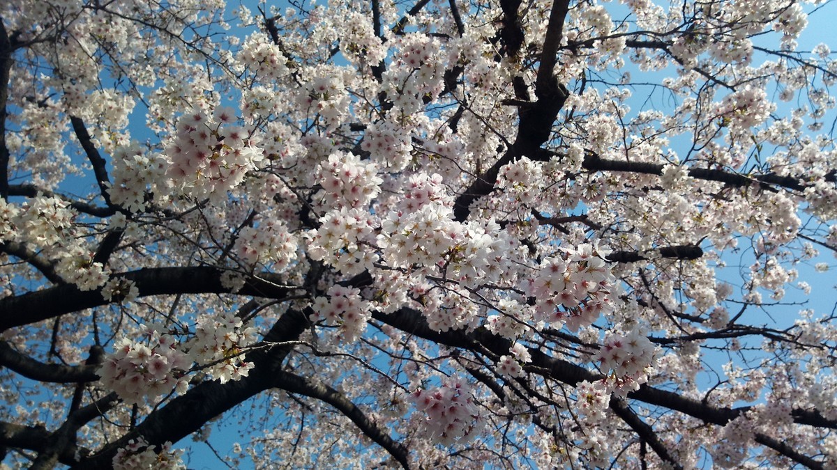 f:id:kenchi555:20200404123758j:plain