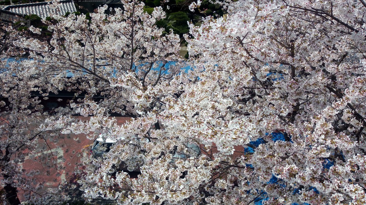 f:id:kenchi555:20200404123828j:plain