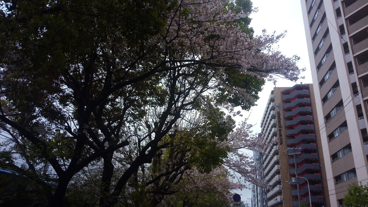 f:id:kenchi555:20200413195635j:plain