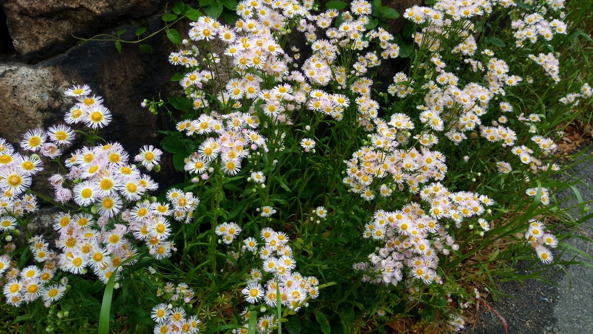 f:id:kenchi555:20200504162852j:plain