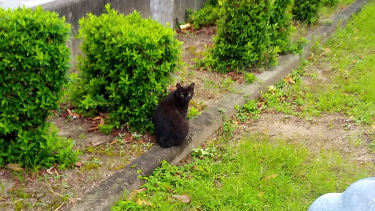 f:id:kenchi555:20200913063019j:plain