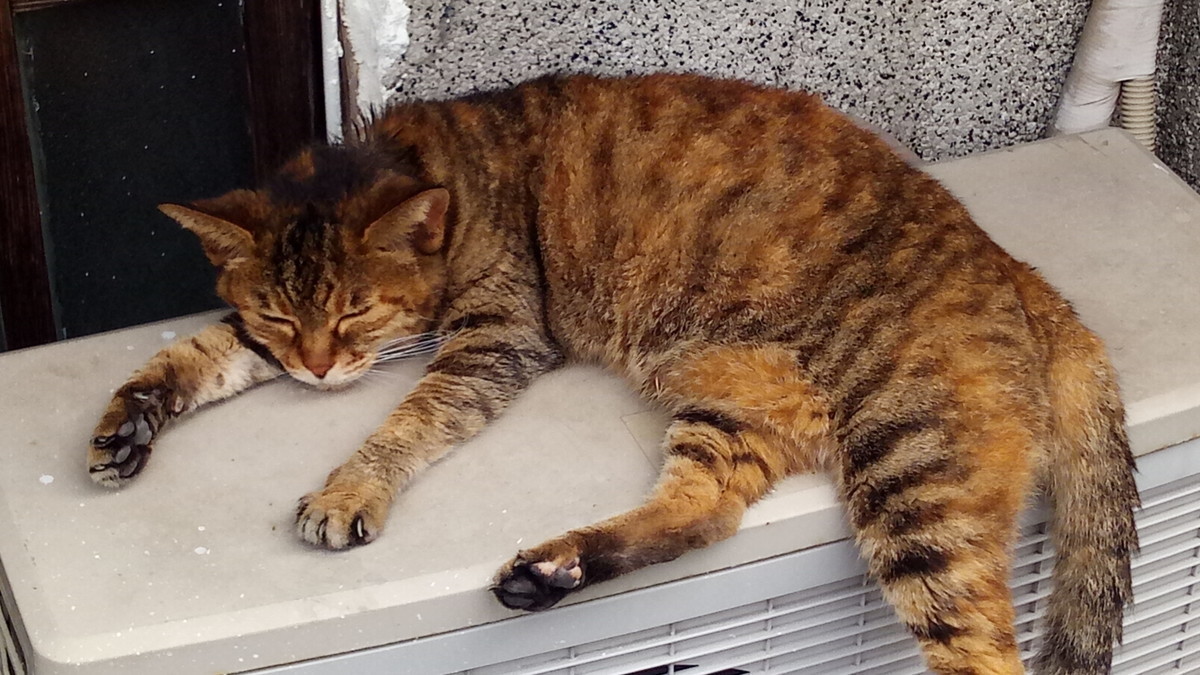 f:id:kenchi555:20200913140849j:plain