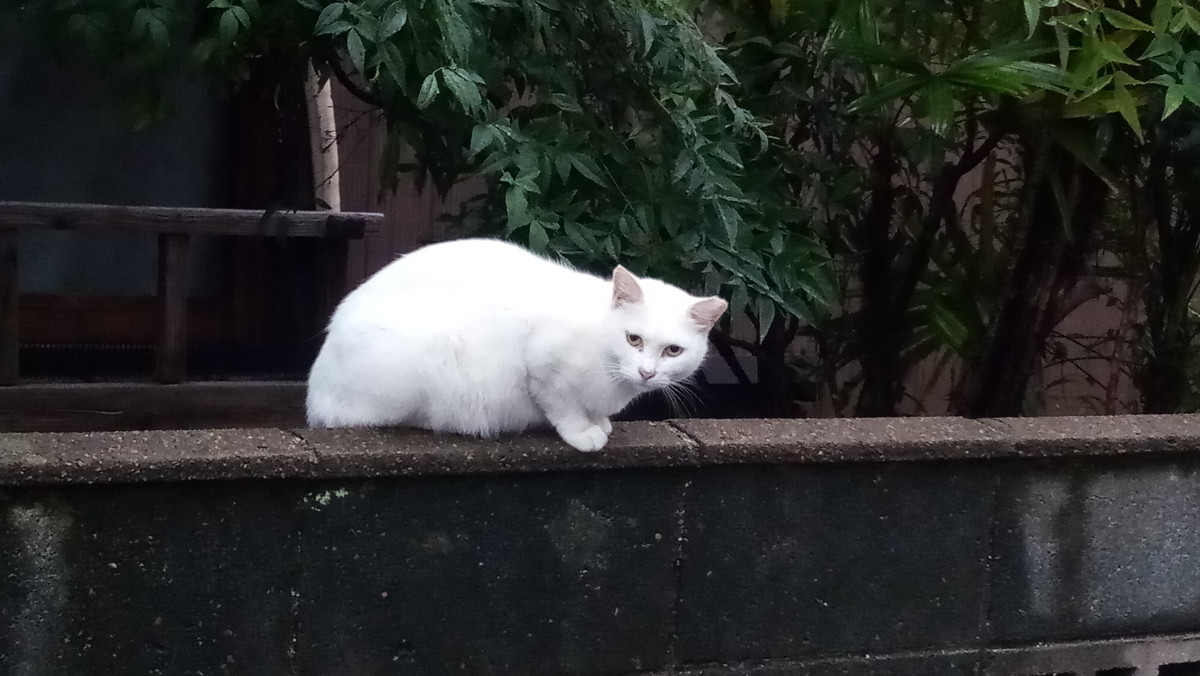 f:id:kenchi555:20201008062155j:plain