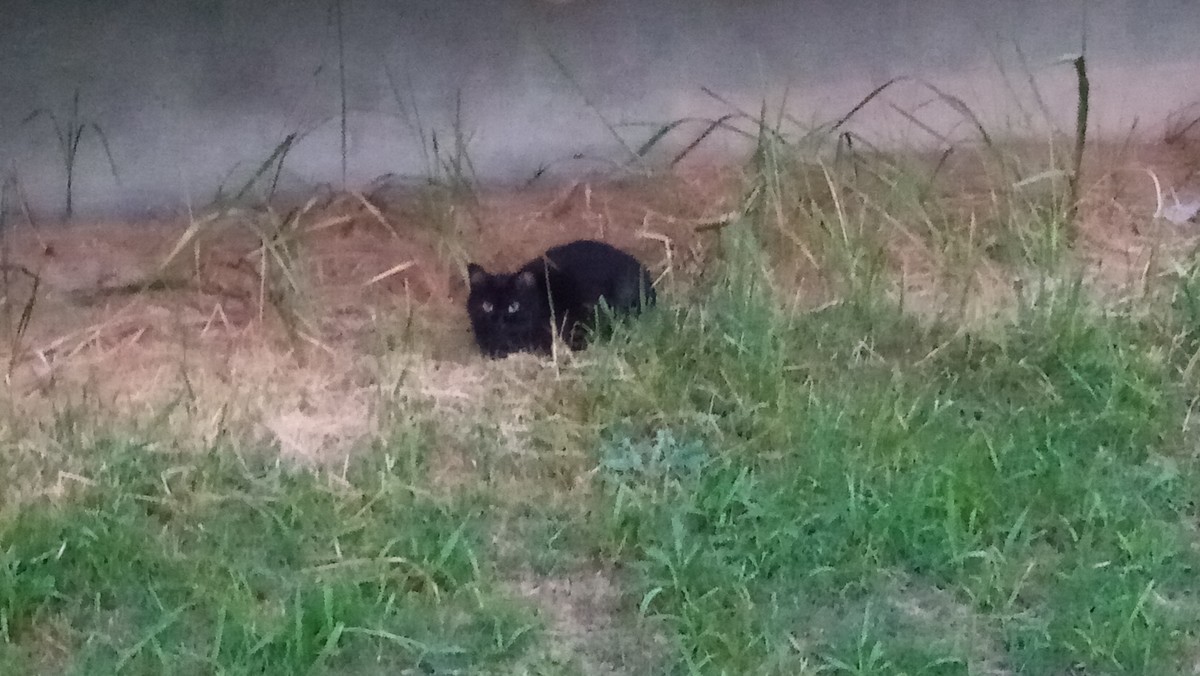 f:id:kenchi555:20201008224041j:plain