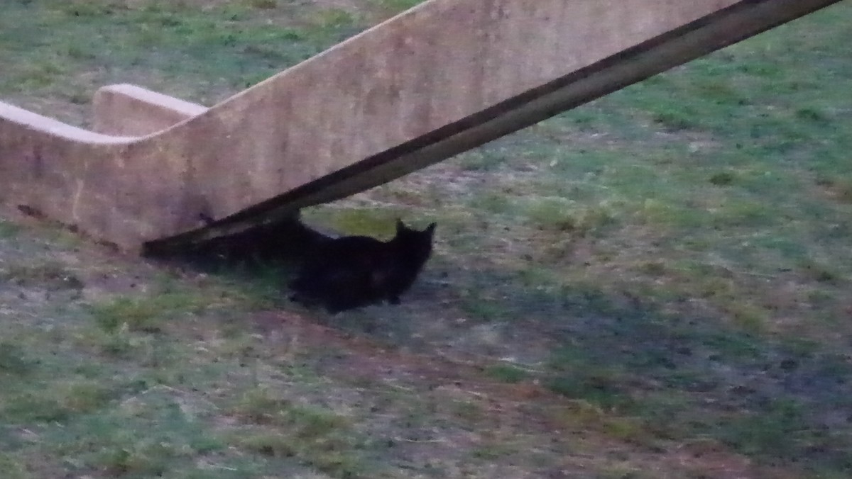 f:id:kenchi555:20201009072127j:plain