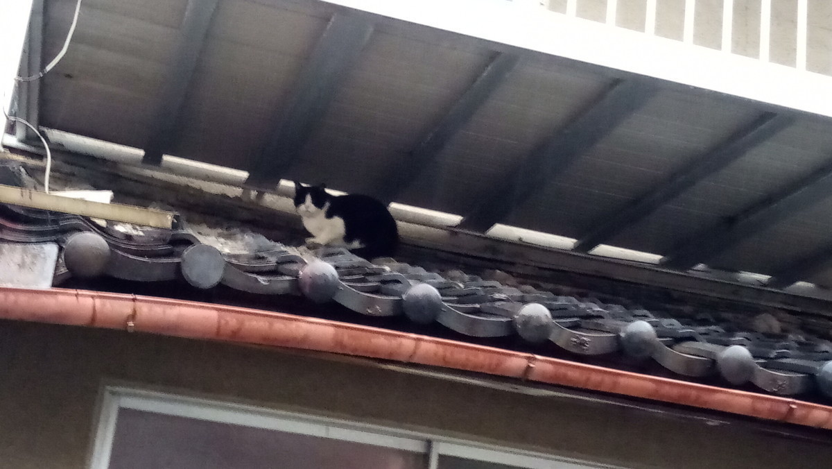 f:id:kenchi555:20201017062258j:plain