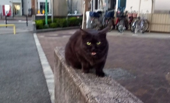 f:id:kenchi555:20201026191734j:plain