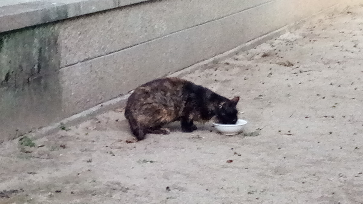 f:id:kenchi555:20201030062736j:plain