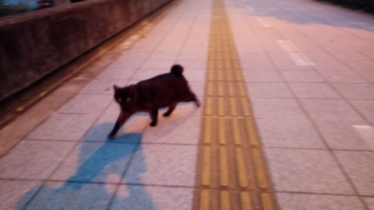 f:id:kenchi555:20201030074734j:plain