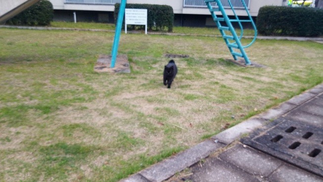f:id:kenchi555:20201123070255j:plain