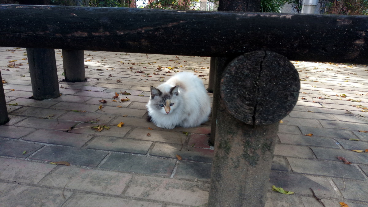 f:id:kenchi555:20201129094437j:plain