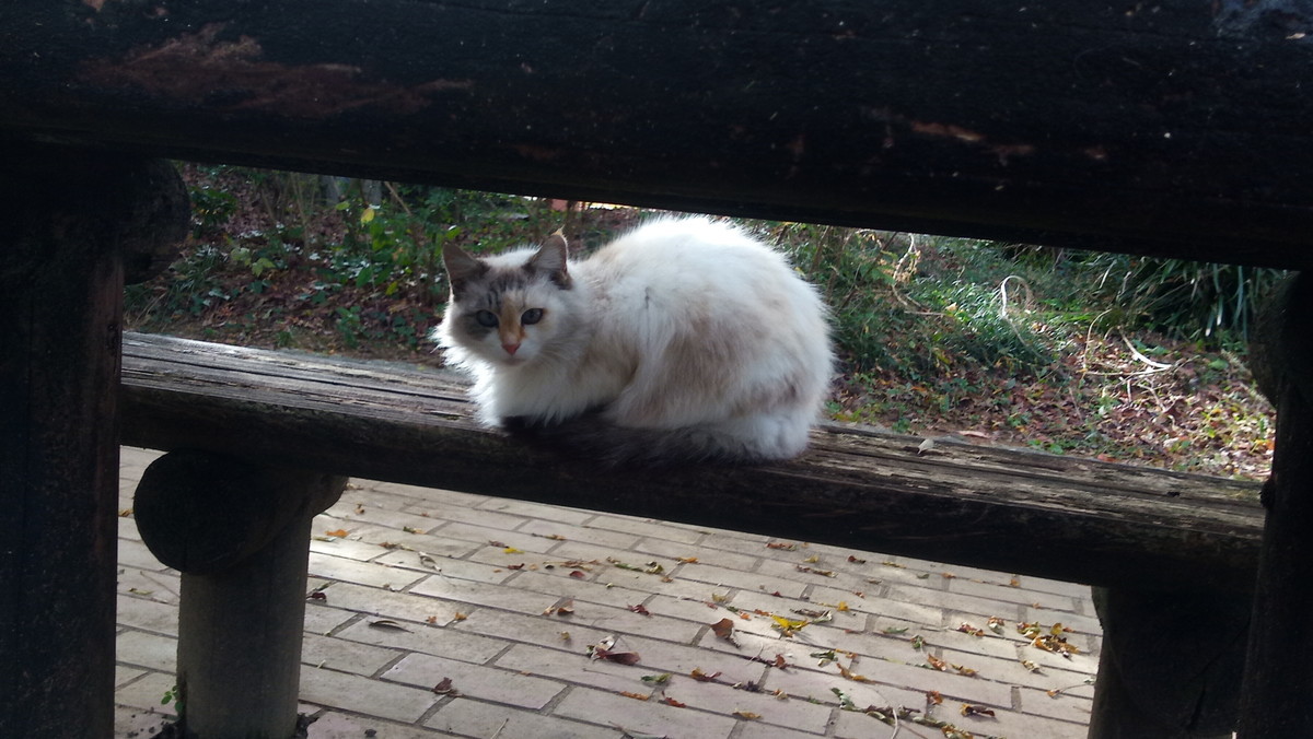 f:id:kenchi555:20201129094456j:plain