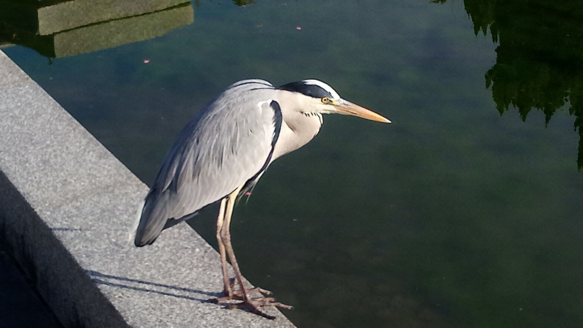 f:id:kenchi555:20201129095331j:plain