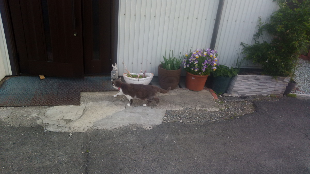 f:id:kenchi555:20210421061833j:plain