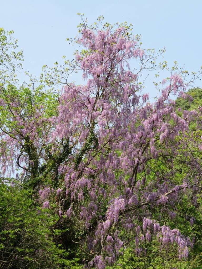 f:id:kenchi555:20210504142355j:plain