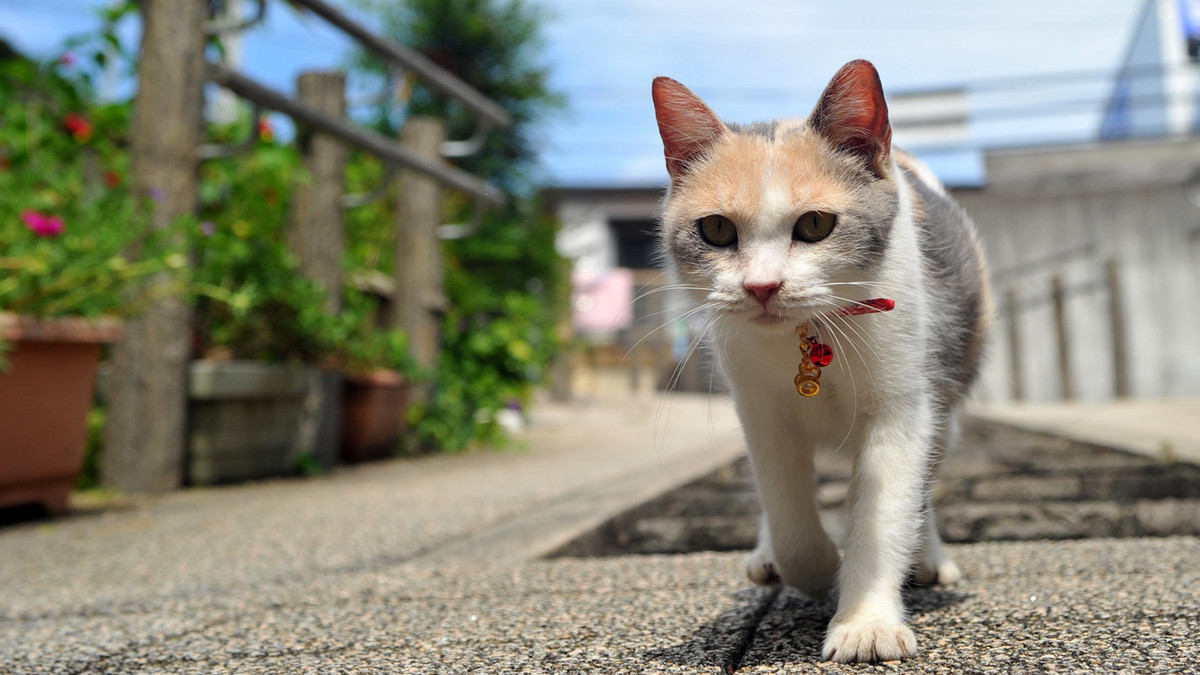 f:id:kenchi555:20210508091748j:plain