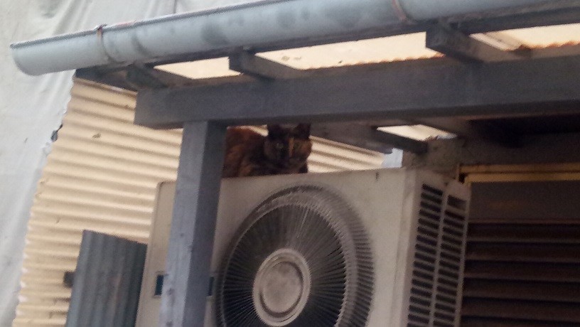 f:id:kenchi555:20210707061250j:plain