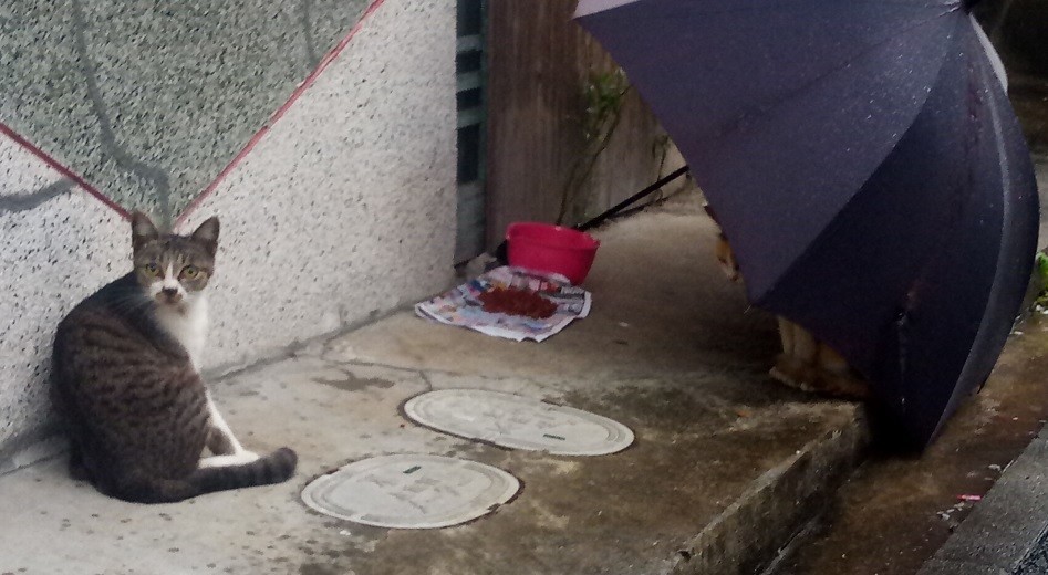 f:id:kenchi555:20210707071004j:plain