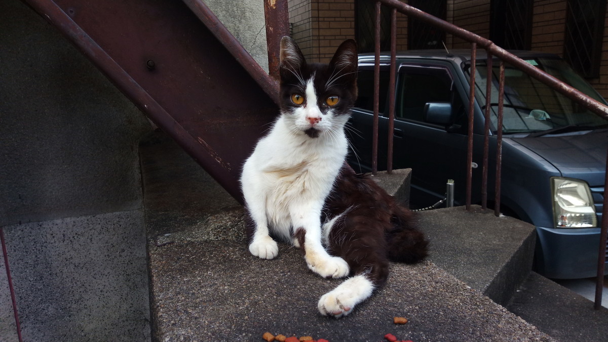 f:id:kenchi555:20210711071034j:plain