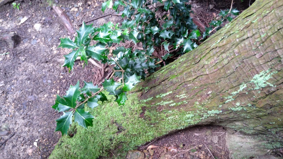 f:id:kenchi555:20210911144919j:plain