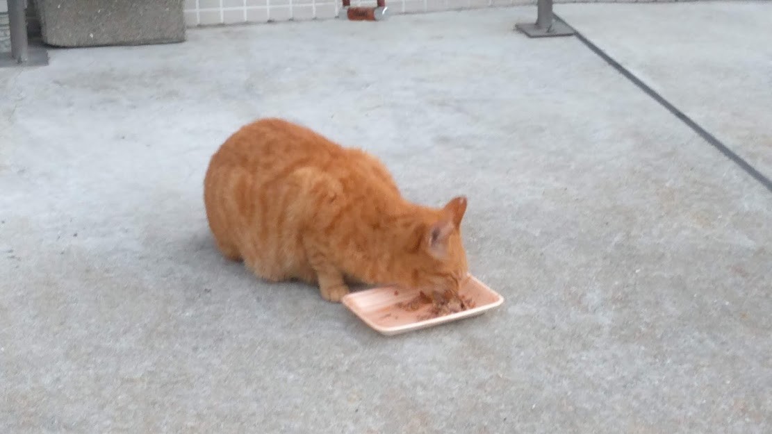 f:id:kenchi555:20211120090557j:plain