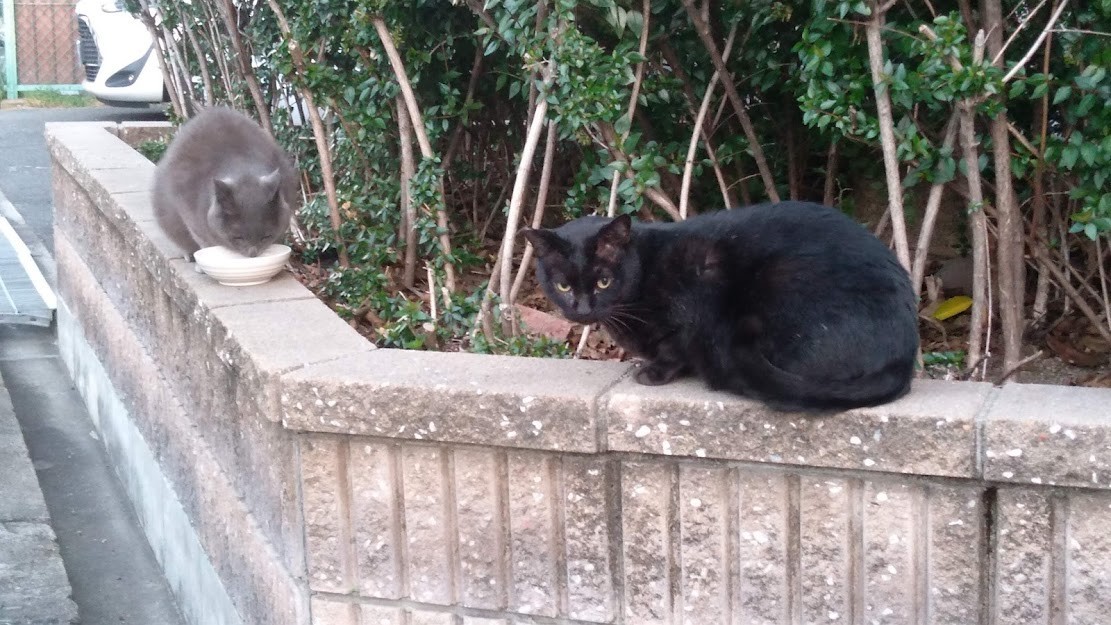 f:id:kenchi555:20211120090624j:plain