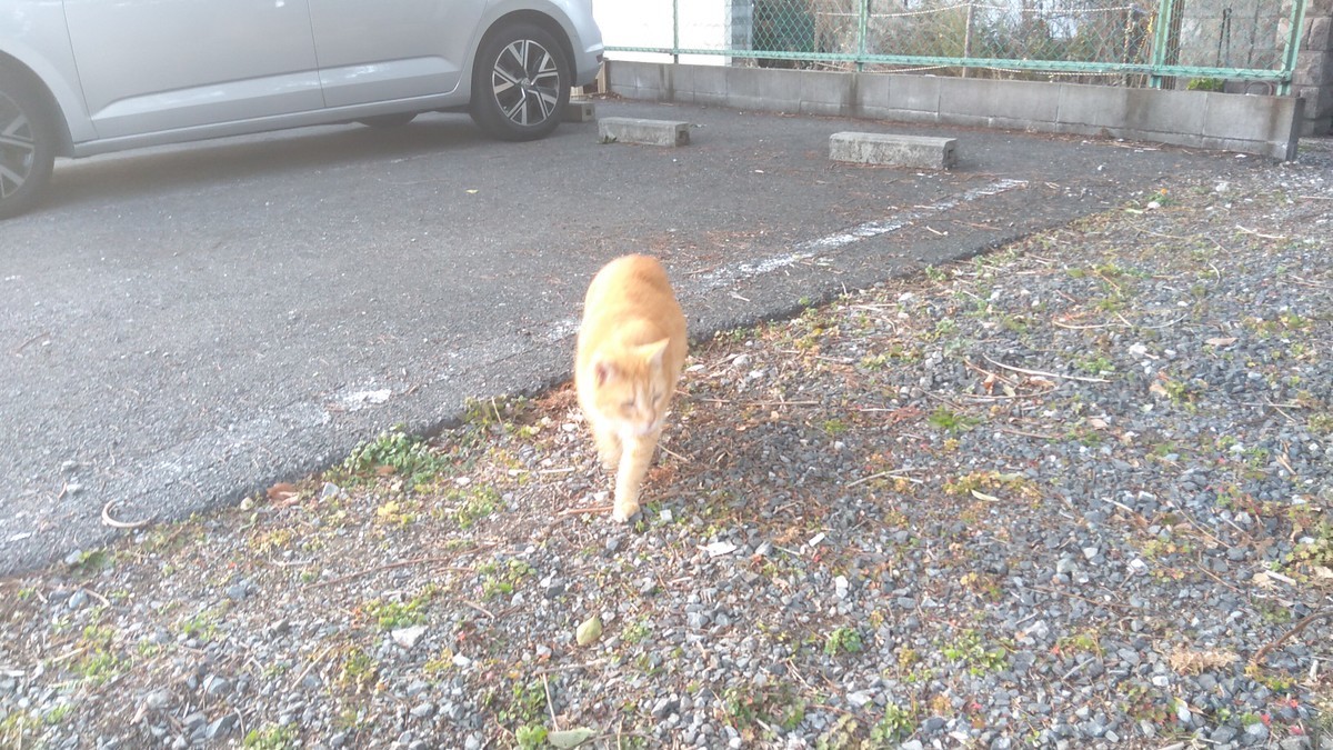 f:id:kenchi555:20220122165332j:plain