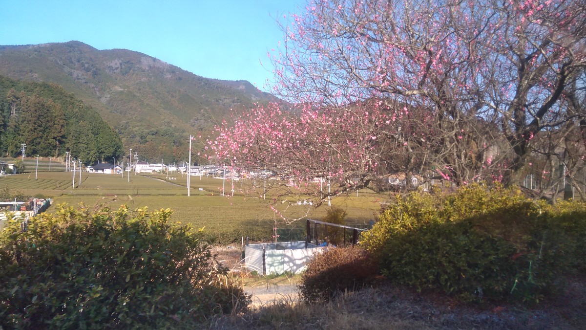 f:id:kenchi555:20220311082442j:plain