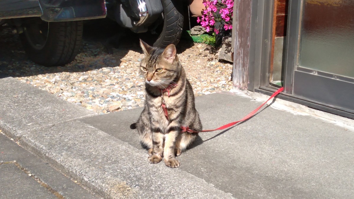 f:id:kenchi555:20220312093810j:plain