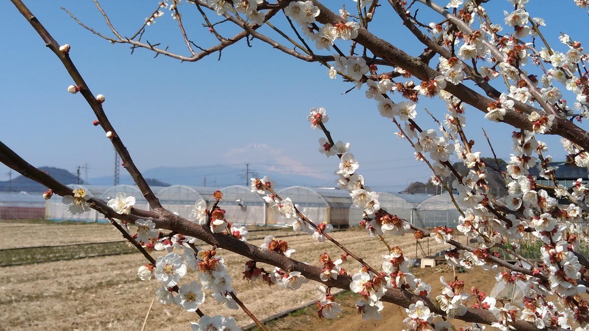 f:id:kenchi555:20220312130958j:plain