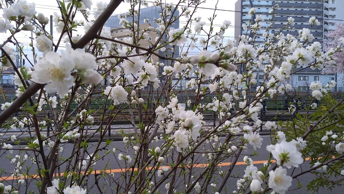 f:id:kenchi555:20220405071939j:plain