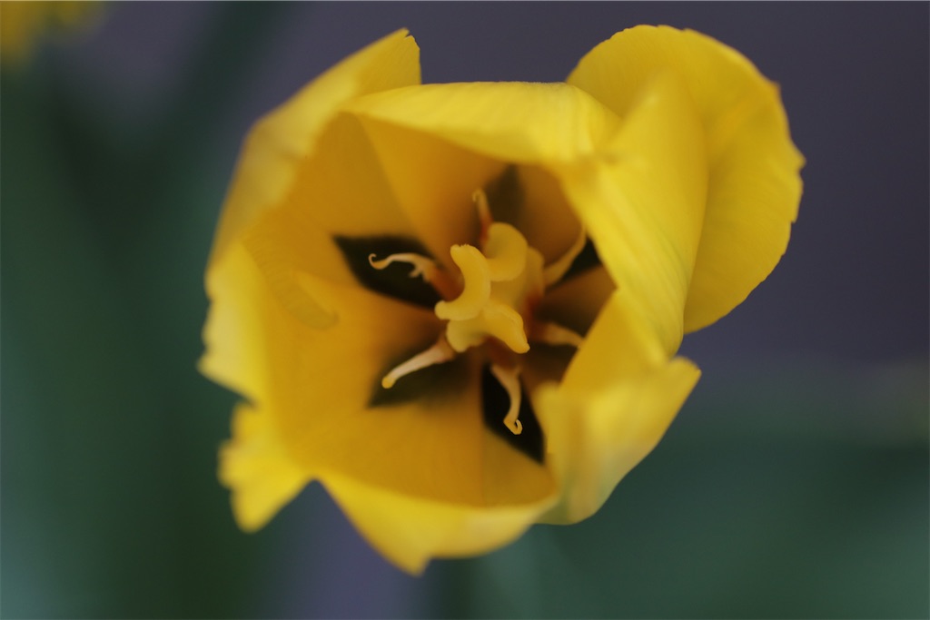 f:id:kendon01:20230317085415j:image f:id:kendon01:20230317085415j:image