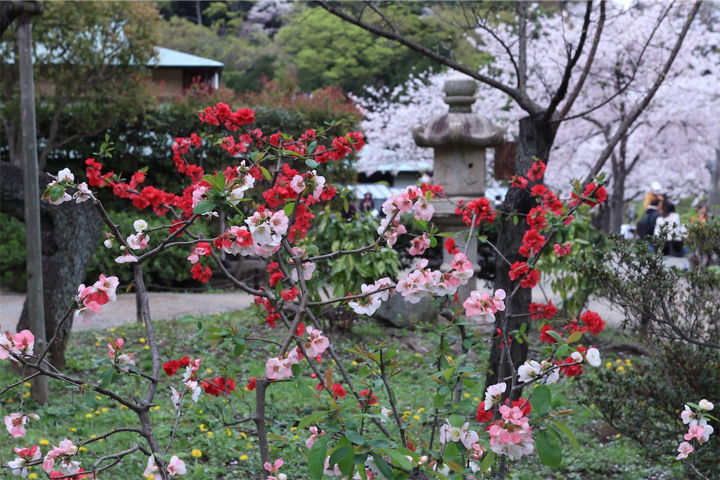 f:id:kendon01:20230328084404j:image f:id:kendon01:20230328084404j:image