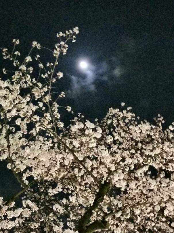 f:id:kengaishoten:20180328212602j:plain